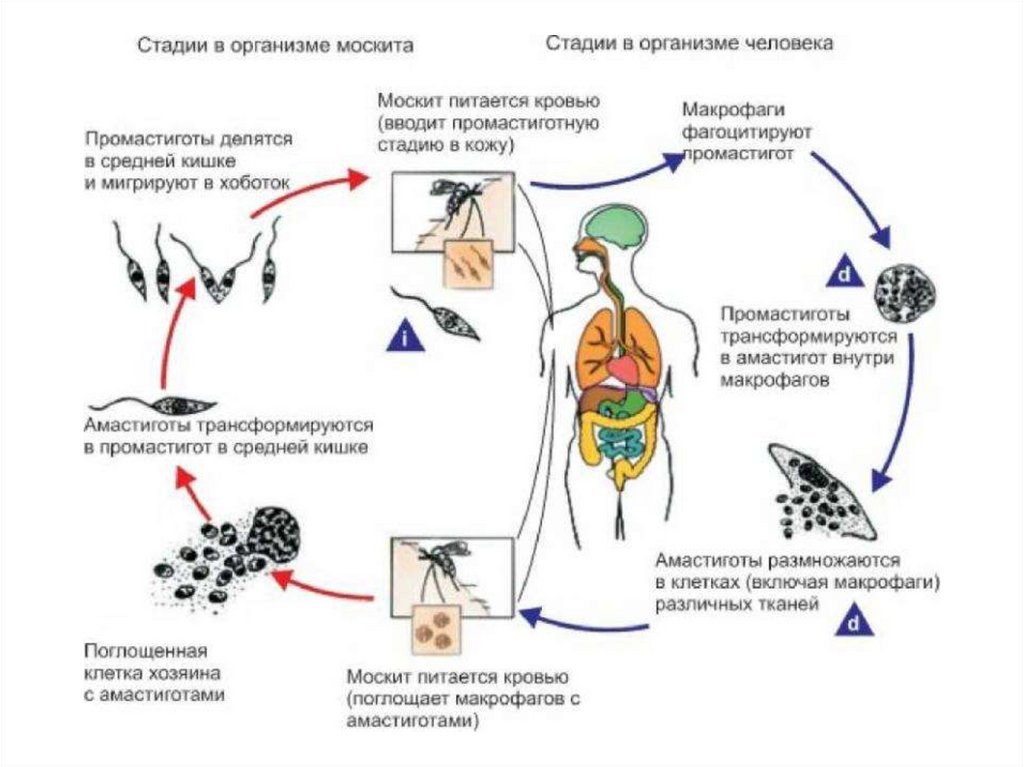 Схема передачи малярии человеку