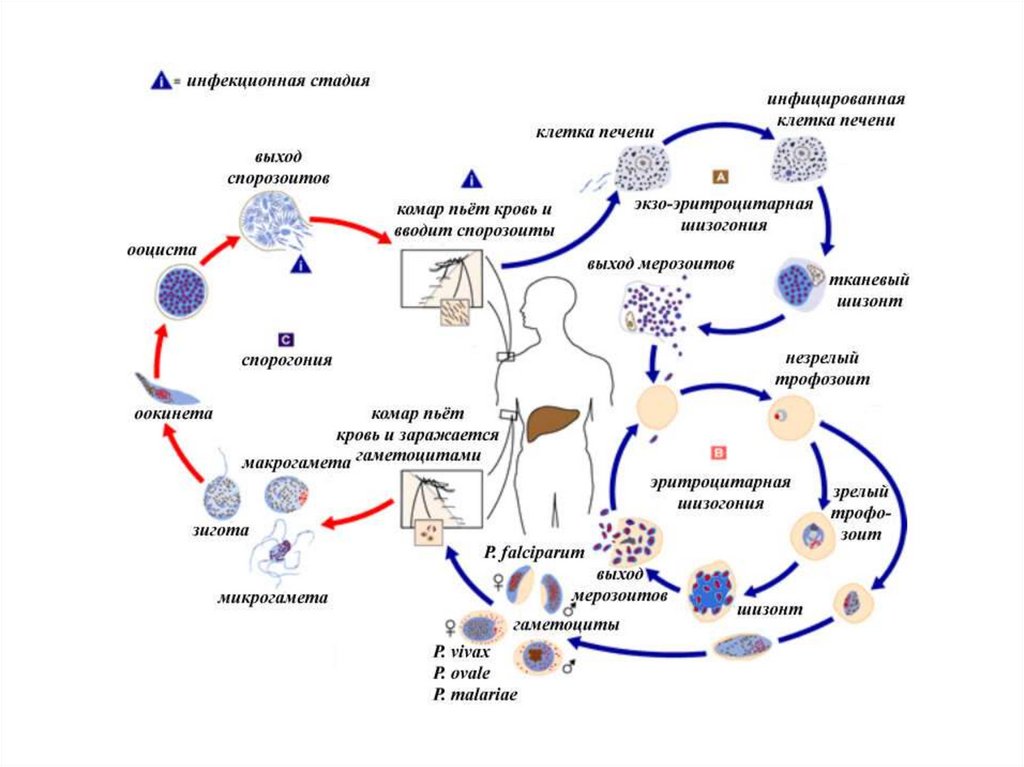 В каких клетках малярия. Plasmodium Vivax жизненный цикл. Нозос.