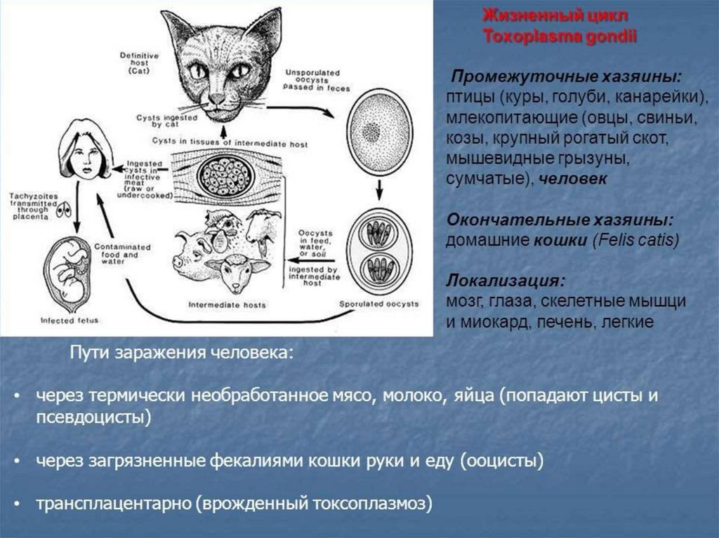 Стадии жизненного цикла цисты. Цикл развития и способы заражения Toxoplasma gondii. Жизненный цикл токсоплазмы гондии. Окончательным хозяином для Toxoplasma gondii. Токсоплазмоз кошек жизненный цикл.
