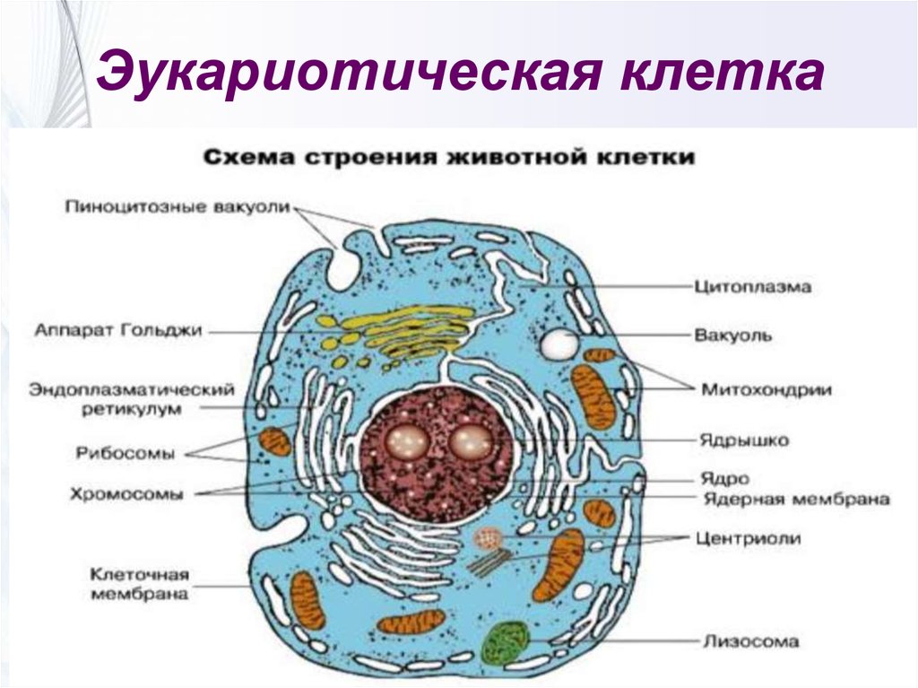 Главные функции клетки. Структуры эукариотической клетки органеллы. Органоиды эукариотической клетки строение. Название органелл эукариотической клетки. Строение эукариотической клетки растительной и животной клетки.