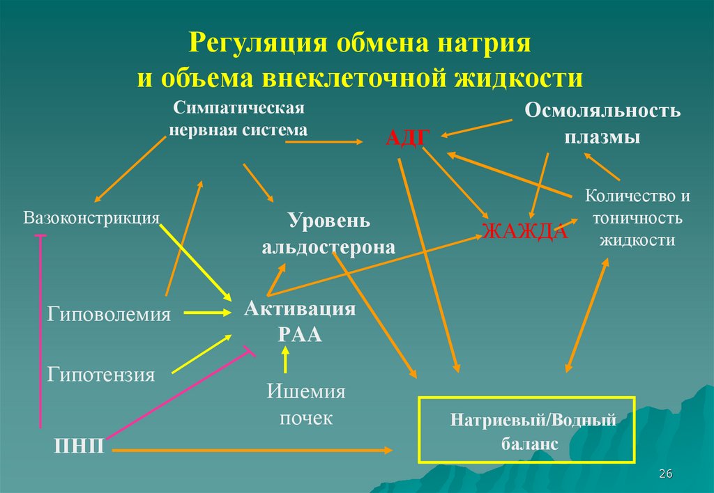 Натрий участие в обмене веществ. Регуляция объема внеклеточной жидкости. Регуляция обмена натрия и воды. Регуляция натрия в организме. Регуляция баланса натрия.