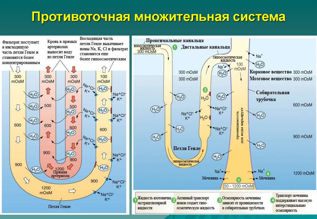 Схема поворотно противоточной множительной системы почек