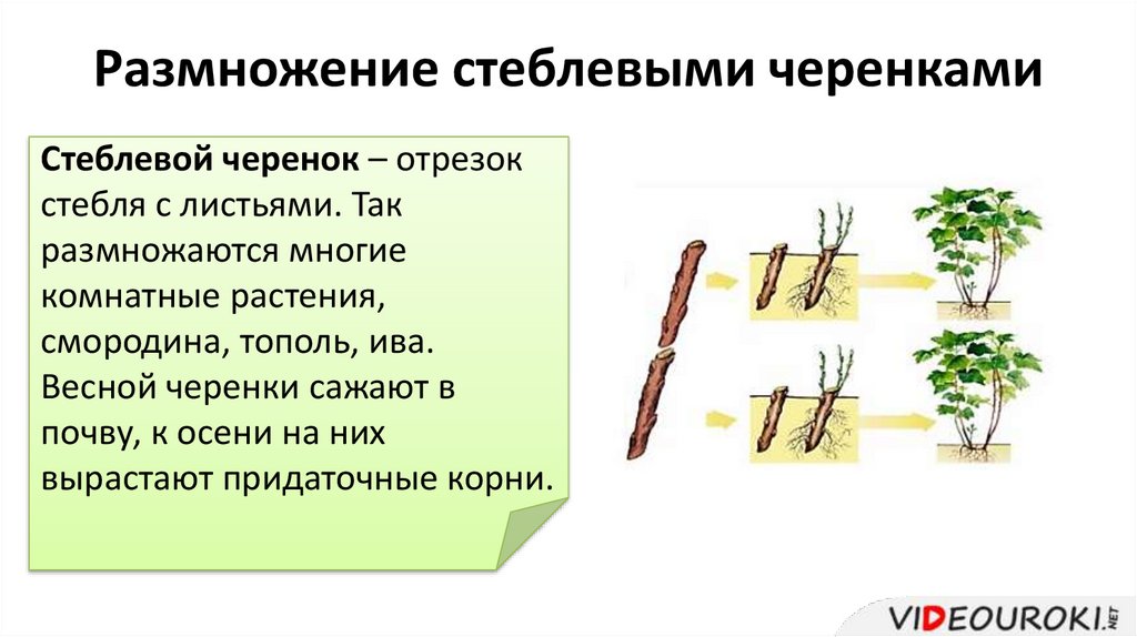 Размножение стеблевыми черенками фото