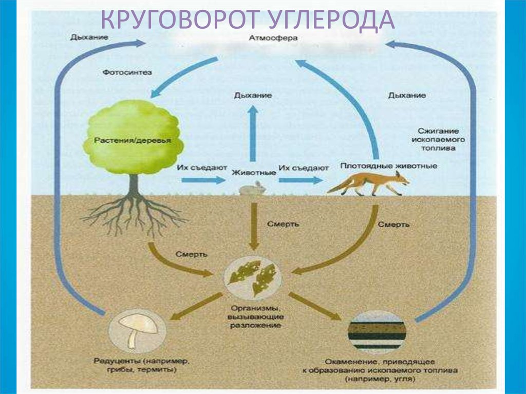 Круговорот углерода схема биология