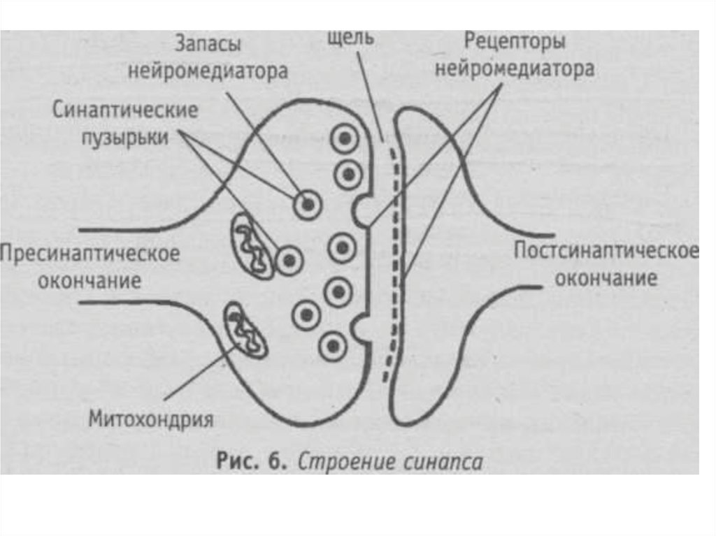 Классификация межнейронных синапсов