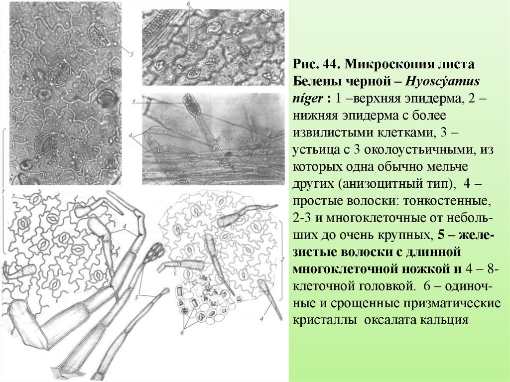 Микроскопический анализ лекарственного растительного. Эпидерма листа белены черной. Лист белены черной микроскопия. Микроскопия листа Алтея лекарственного:. Трава красавки микроскопия.