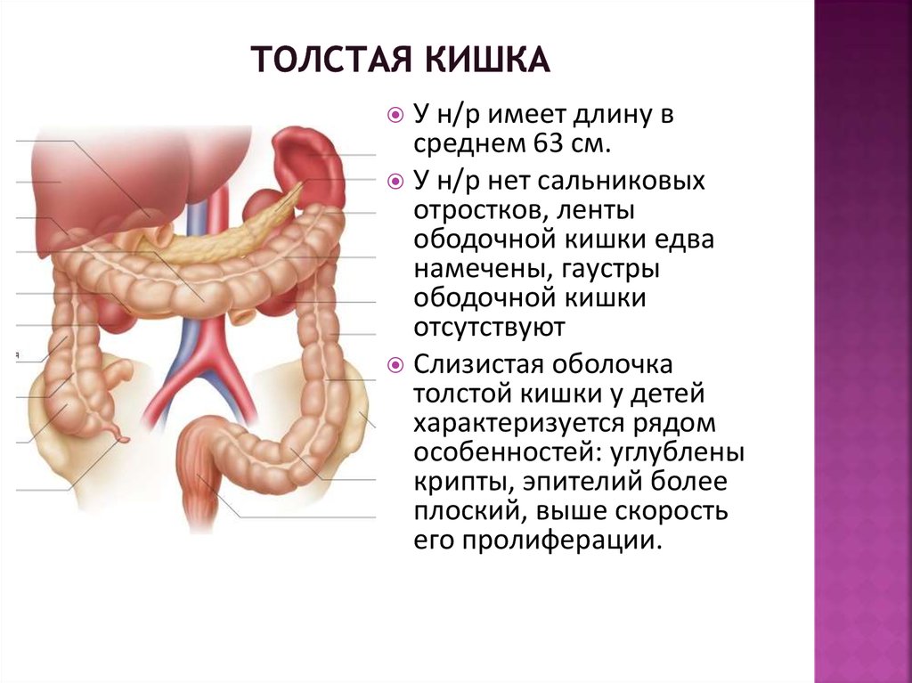 Толстая кишка это