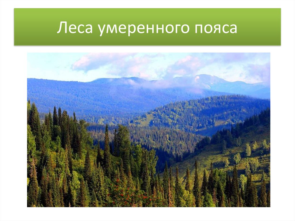 Лесной пояс россии. Леса умеренного пояса. Умеренный пояс леса. Леса умеренного пояса России. Леса умеренного пояса климат.