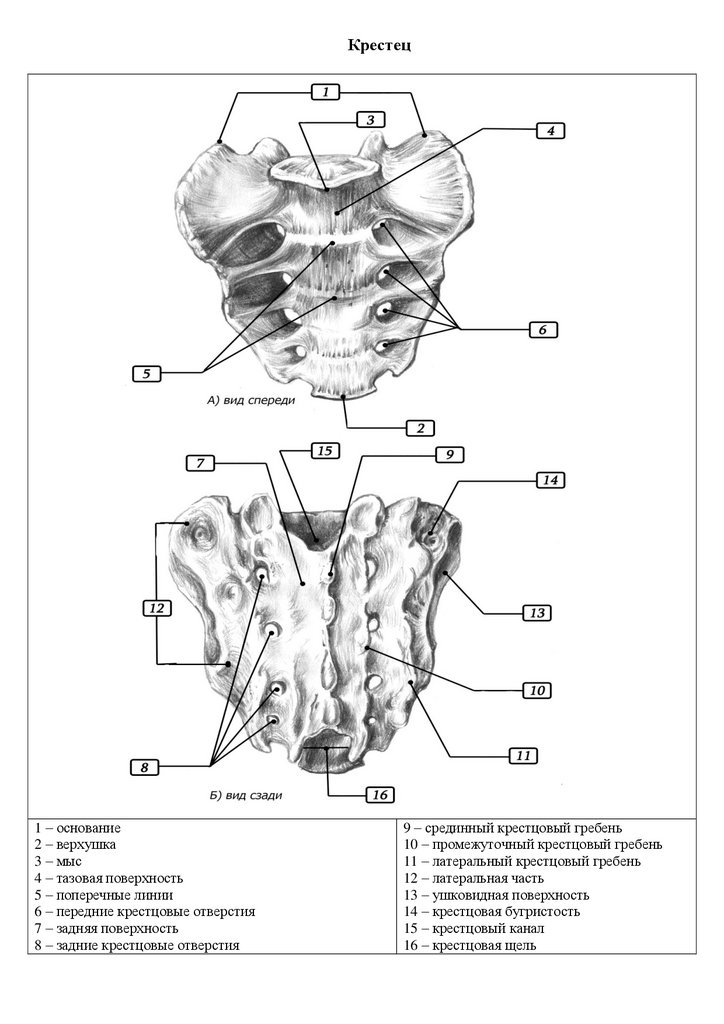 Крестцовый скелет. Крестцовые позвонки анатомия. Крестец анатомия человека строение. Крестцовые позвонки анатомия латынь.