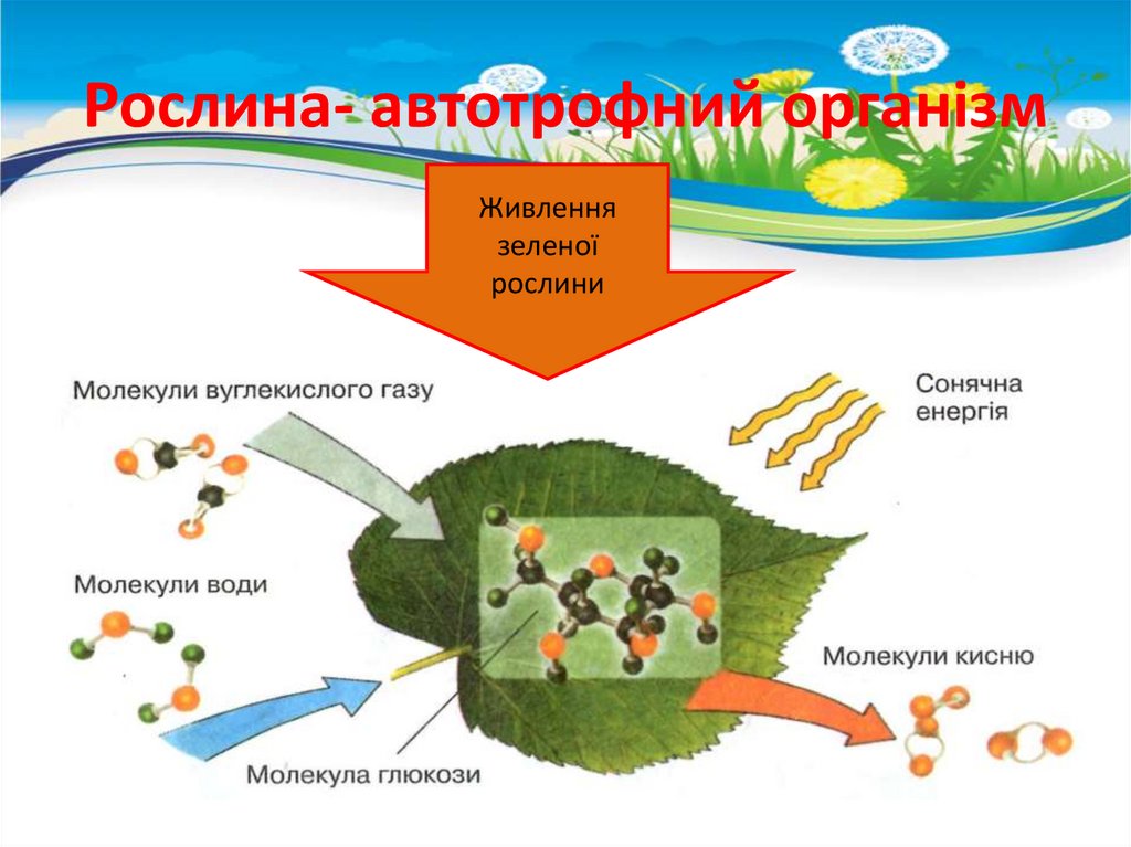 Рослина- автотрофний організм