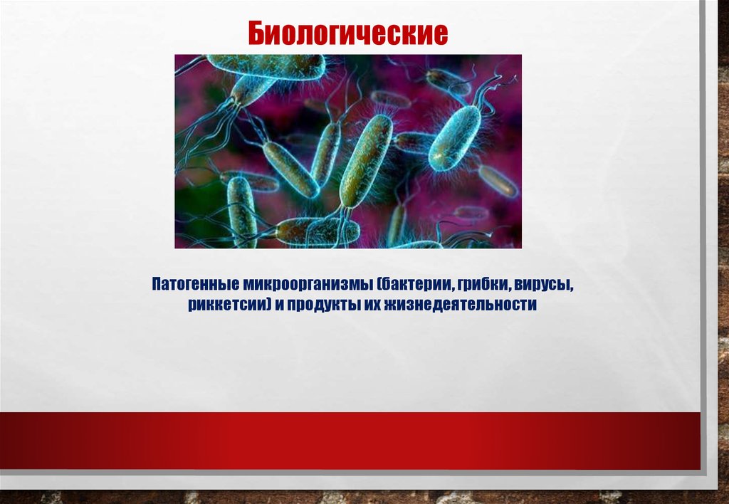 Значение болезнетворных бактерий. Риккетсии прокариоты. Биологические (патогенные и условно-патогенные микроорганизмы). Болезнетворные бактерии.