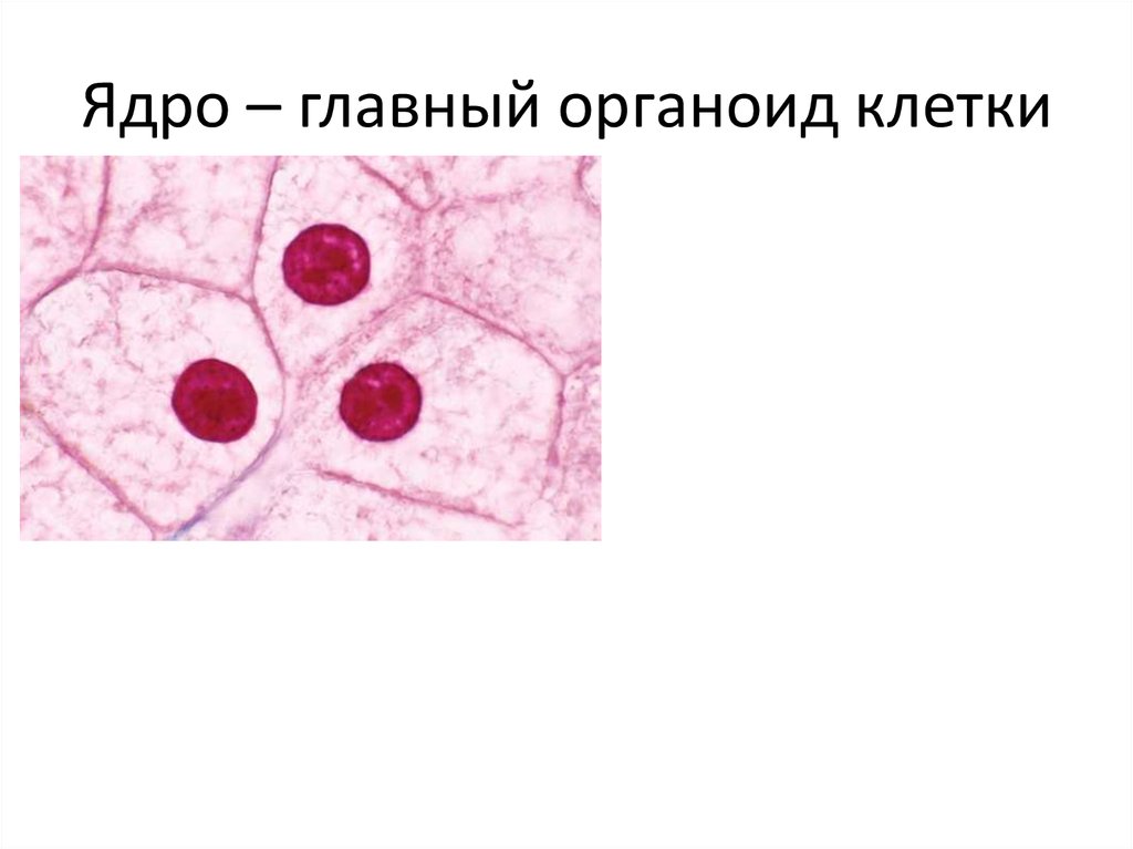 Что меньше клетки