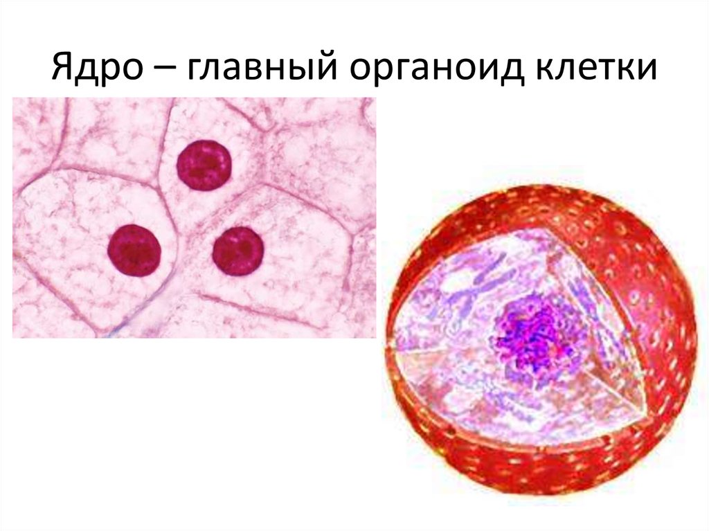 Что меньше клетки