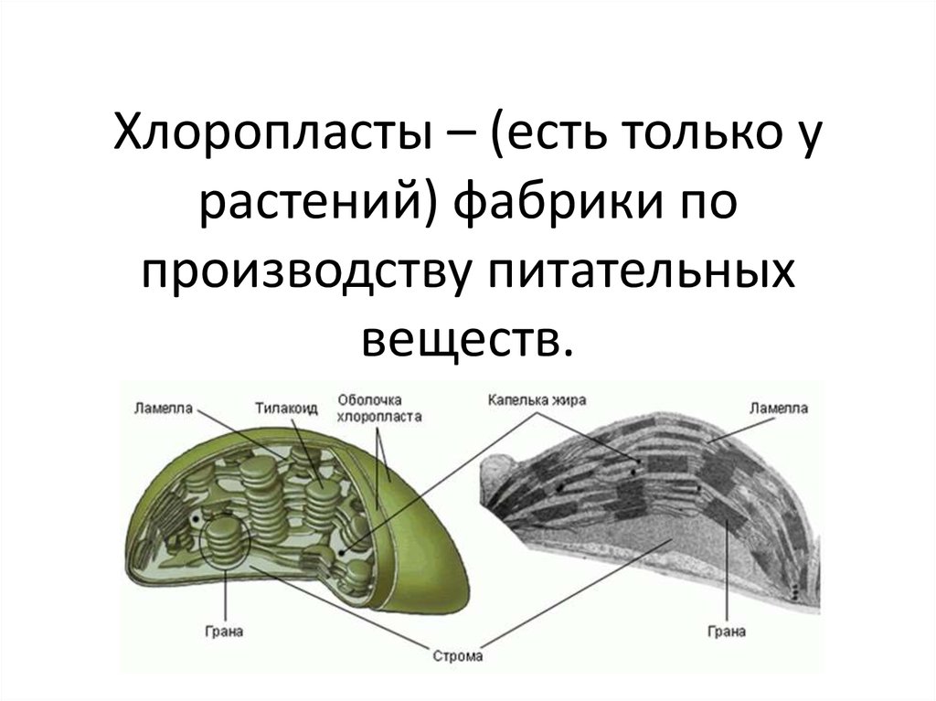 Хлоропласты в растительной клетке. Хлоропласты есть у. Хлоропласты растений. Хлоропласты у животных. Хлоропласты есть только у растений.