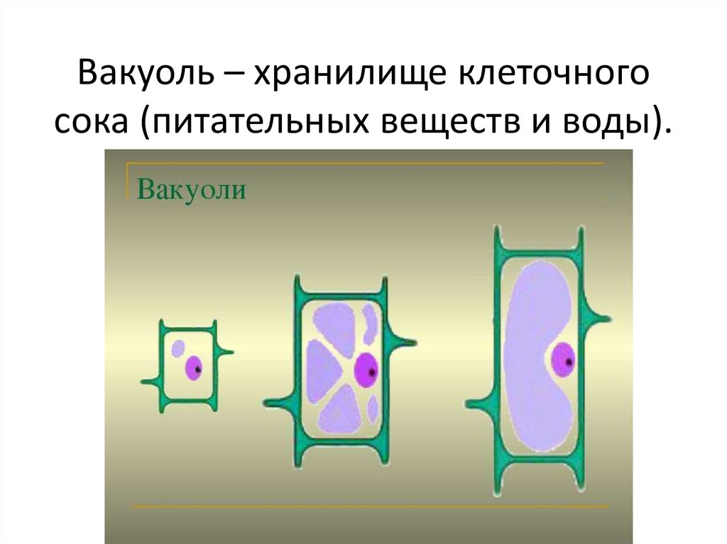 Рисунок вакуоль в растительной клетке