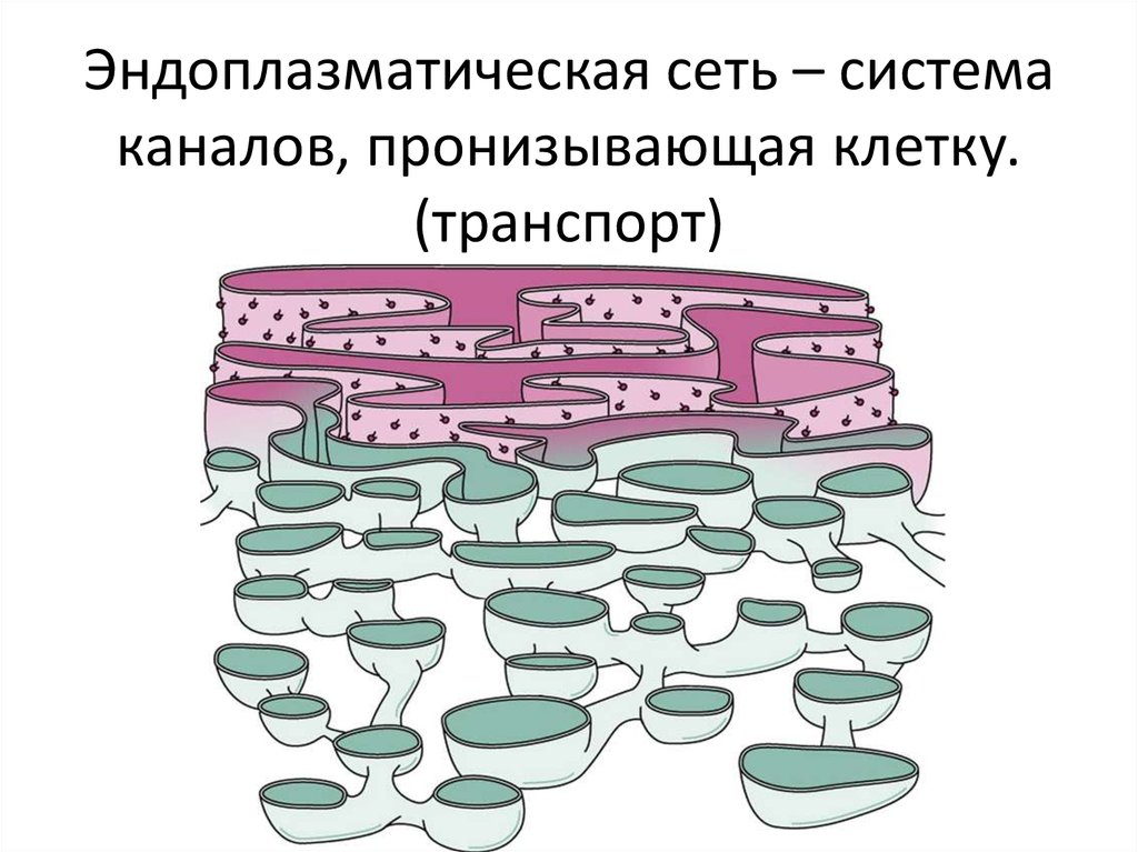 Рисунок эндоплазматической сети