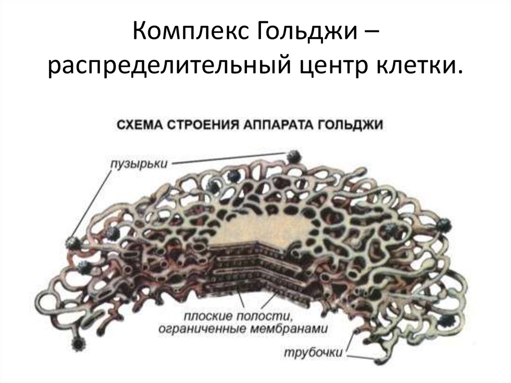 Комплекс гольджи картинка