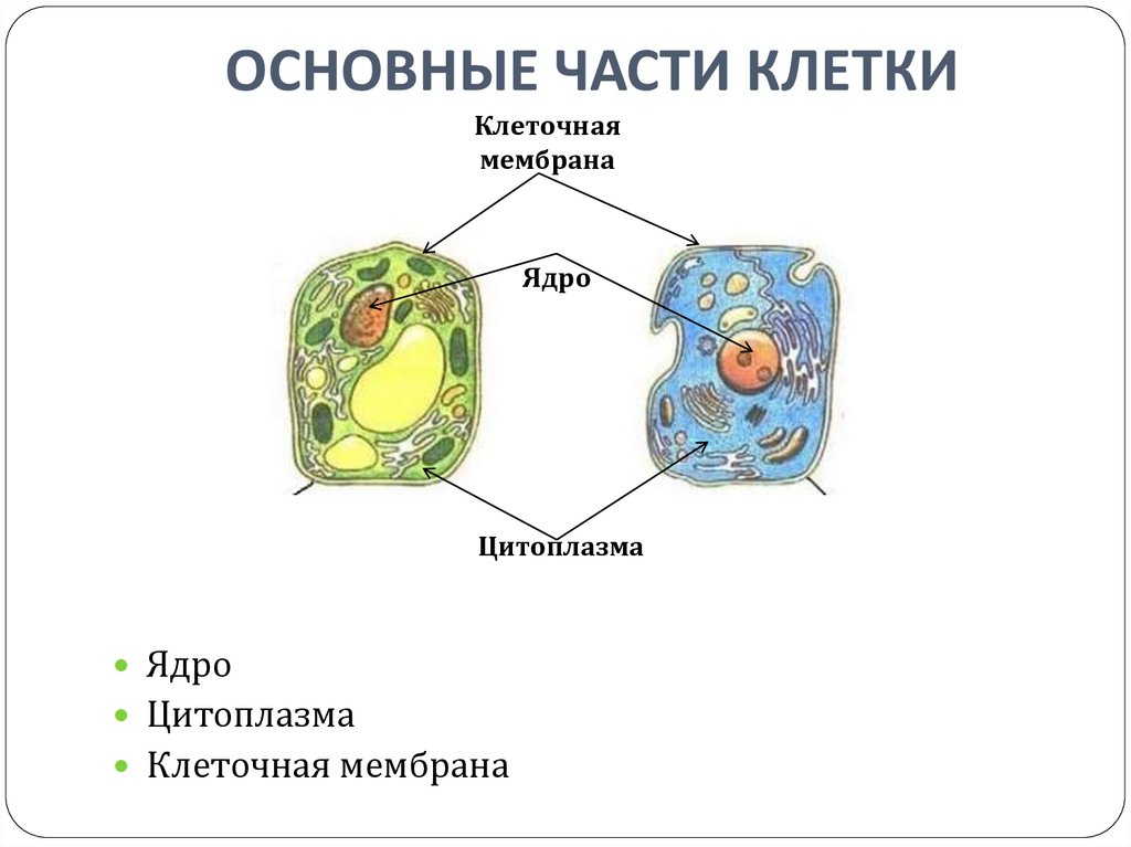 Проект строение клетки 5 класс