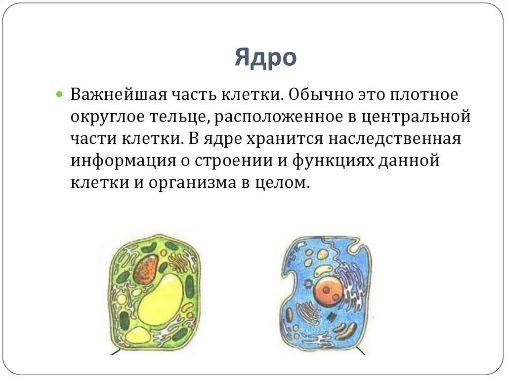 Что такое клетка в биологии. Что такое ядро в биологии 5 класс. Ядро клетки 5 класс биология. Строение ядра клетки по биологии. Ядро клетки это в биологии.