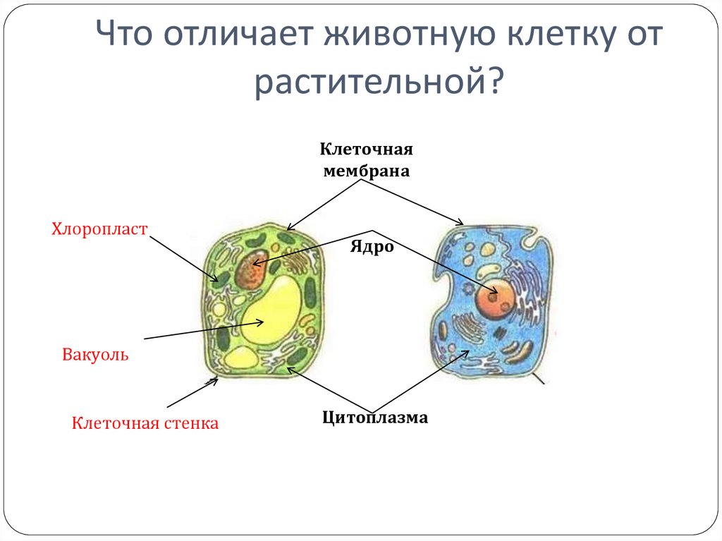 Отличия растительной клетки от других клеток. Чем отличается клетка животного от клетки растения. Чем отличается клетка животного от растительной клетки. Отличие клеток растений от клеток животных. Отличие клетки животного от клетки растения.