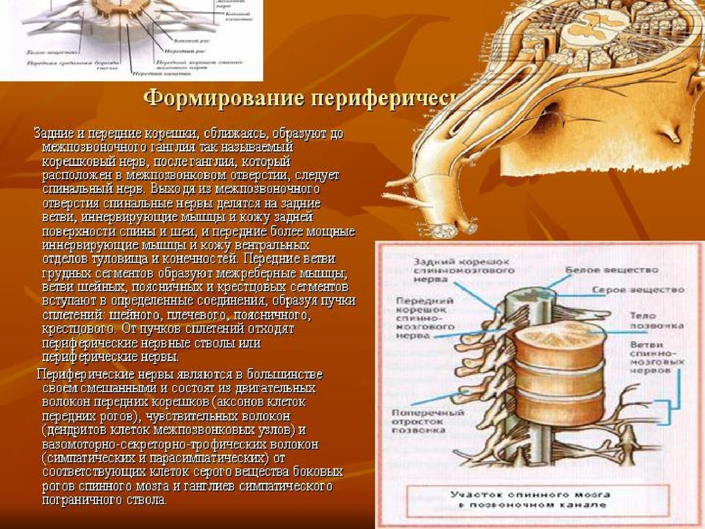 Волокна передних корешков. Корешковый материал книги. Передняя ветвь спинномозгового нерва.