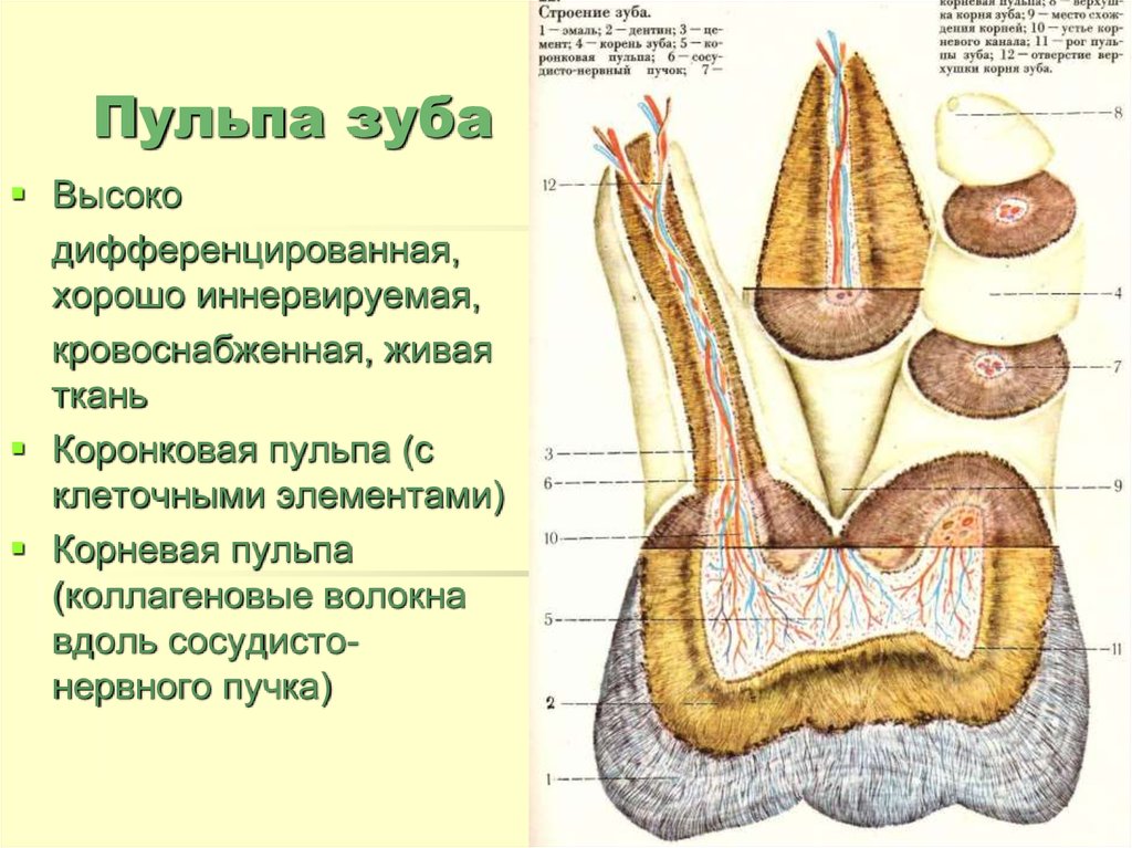 Особенность строения дентина какую функцию он выполняет. Строение зуба пульпа эмаль. Строение дентина и пульпы зуба. Строение физиология пульпы зуба.