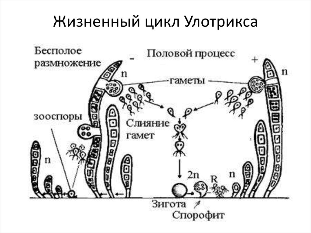 Жизненные стадии водорослей. Цикл развития водоросли улотрикс. Жизненный цикл улотрикса. Улотрикс жизненный цикл. Схема размножения улотрикса.