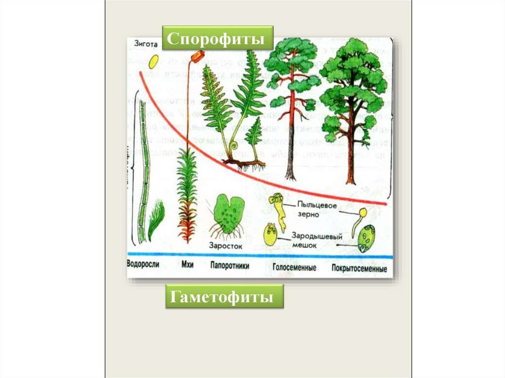 Рассмотрите схему отражающую развитие растительного мира земли впр ответ