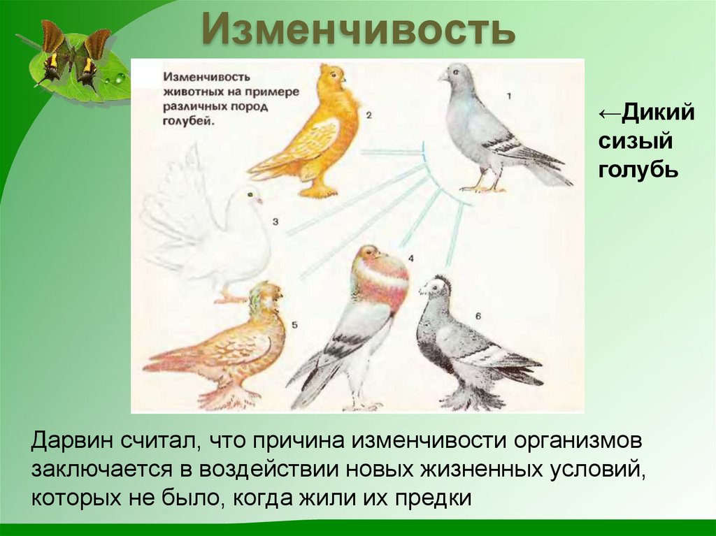 Пример явления иллюстрирующего изменчивость. Изменчивость. Изменчивость птиц. Изменчивость голубей. Изменчивость примеры.