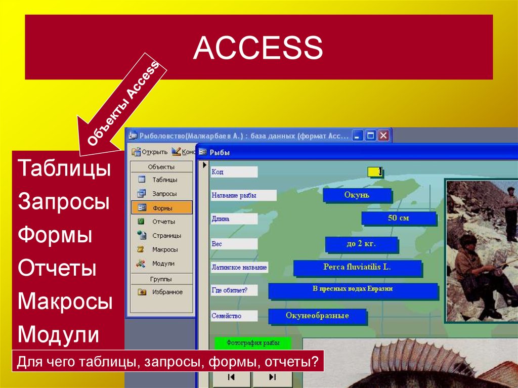 Перечислите объекты access