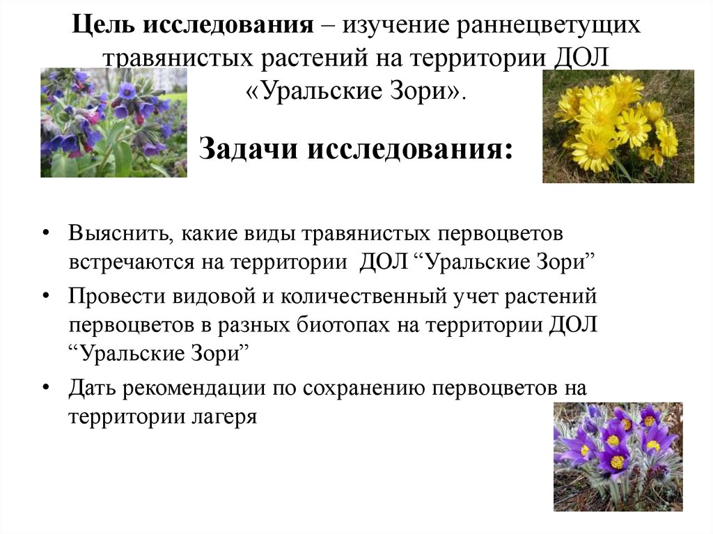 Значение процесса цветения в жизни растения. Раннецветущие травянистые растения. Изучение видового разнообразия первоцветов. Цель исследования растений. Раннецветущие травянистые растения исследовательская работа.