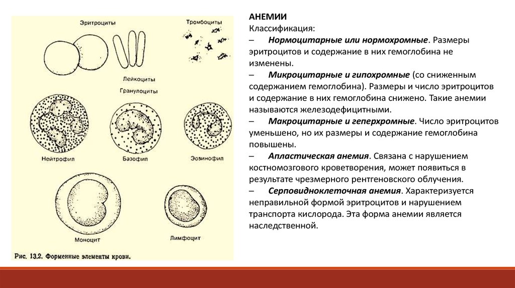 Объем клетки. Нормохромные эритроциты. Нормохромные гипохромные эритроциты. Гранулоциты эритроциты. Размер эритроцита.