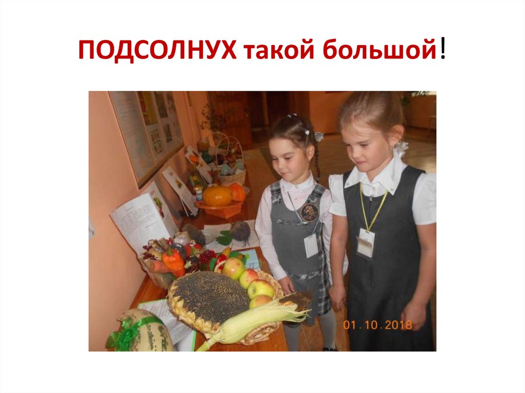 ПОДСОЛНУХ такой большой!