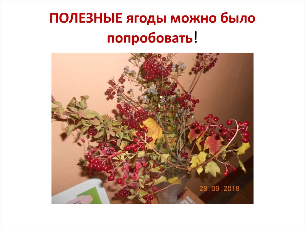 ПОЛЕЗНЫЕ ягоды можно было попробовать!
