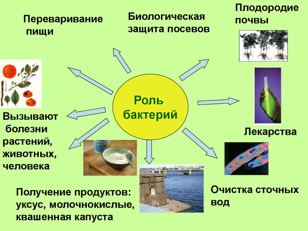 Биологические проекты для школьников