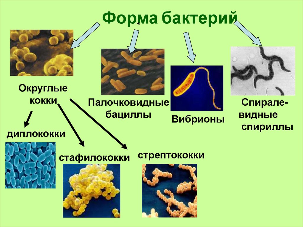 Назовите формы бактериальных клеток. Спириллы бактерии. Кокки палочковидные и бациллы. Формы бактерий кокки бациллы. Типы бактерий кокки.