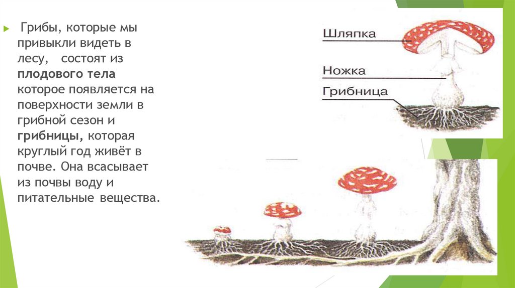 Размножение шляпочных грибов схема 5 класс биология