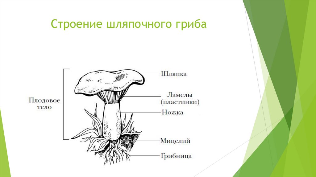 Каковы особенности строения тела гриба. Грибы строение шляпочных грибов. Строение шляпочного гриба биология. Строение шляпочного гриба. Строение шляпочного гриба 5.