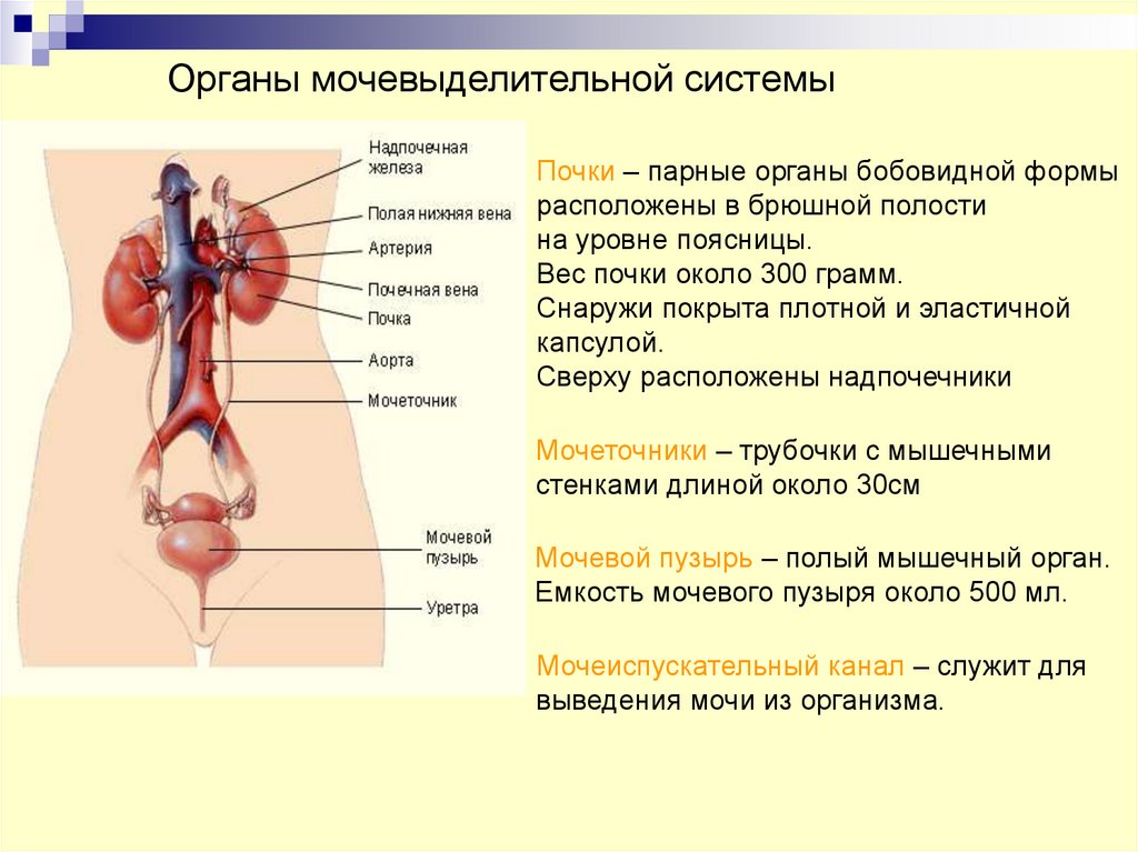 Строение и функции мочевыделительной системы 8 класс презентация