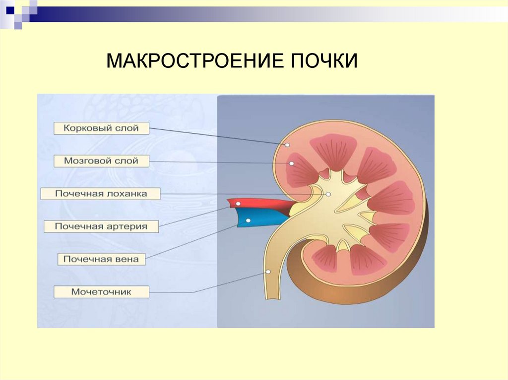 Мозговой слой. Анатомия почек корковый слой и мозговой. Макростроение почки. Корковый слой почки. Наружный слой почки.