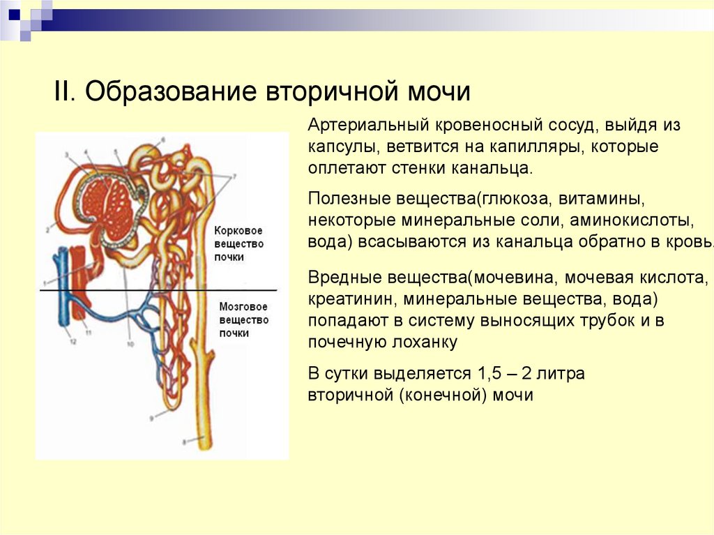 Вторичная моча. Мочевыделительная система вторичная моча. Система трубочек почки.