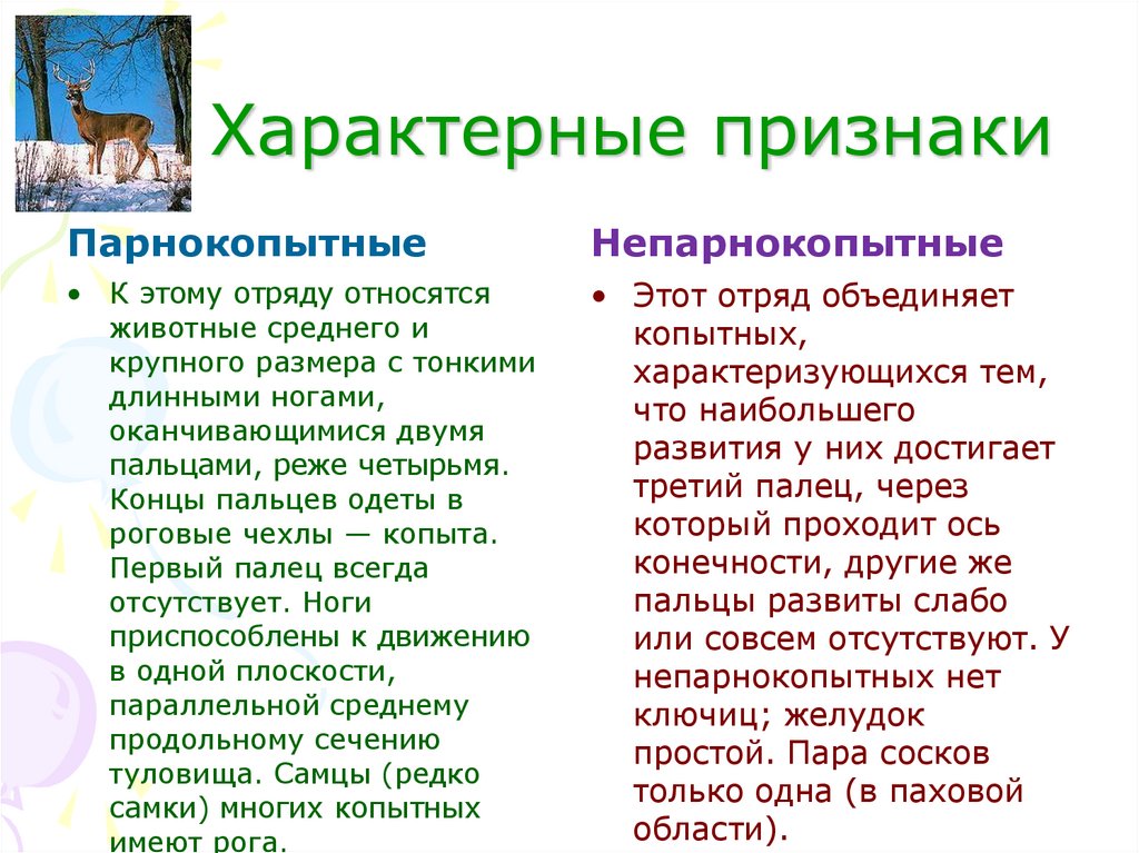 Презентация отряд парнокопытные 7 класс биология