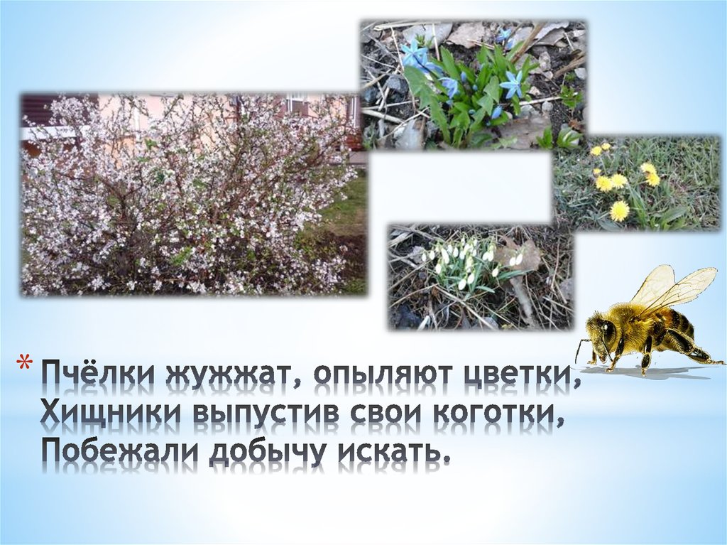 Пчёлки жужжат, опыляют цветки, Хищники выпустив свои коготки, Побежали добычу искать.