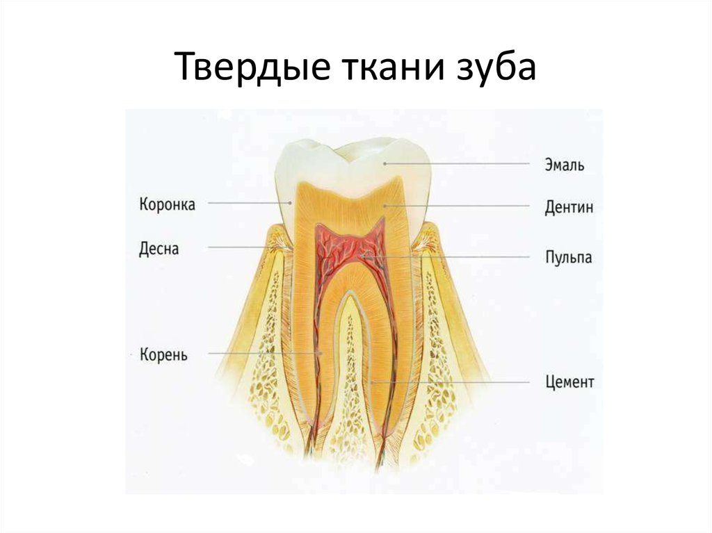 Сена зуб