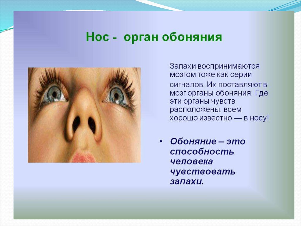 Обоняние текст. Органы чувств нос. Нос орган обоняния. Нос для презентации. Факты о органах чувств человека.