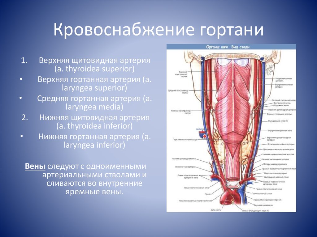 Артерии щитовидной железы. Гортанный нерв топография. Какие артерии кровоснабжают гортань. Кровоснабжение гортнаь. Кровоснабжение гортани.