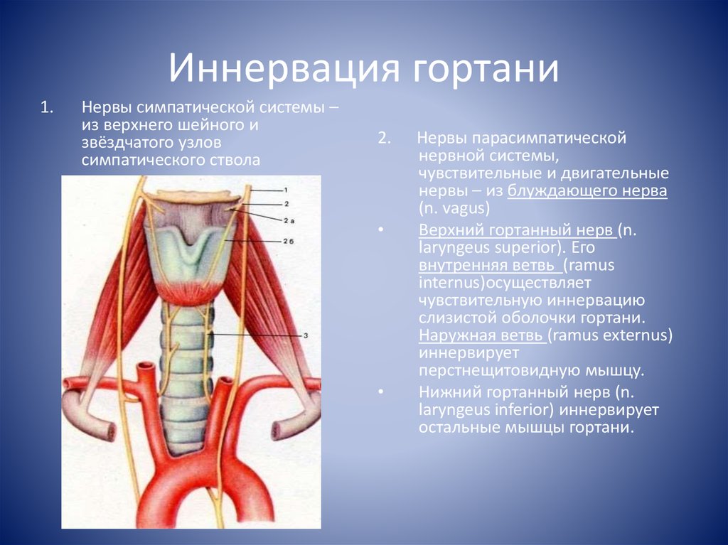 Гортани органы входящие в состав системы. Иннервация надгортанника. Блуждающий нерв иннервирует мышцы гортани. Иннервация внутренних мышц гортани. Нервы иннервирующие гортань.
