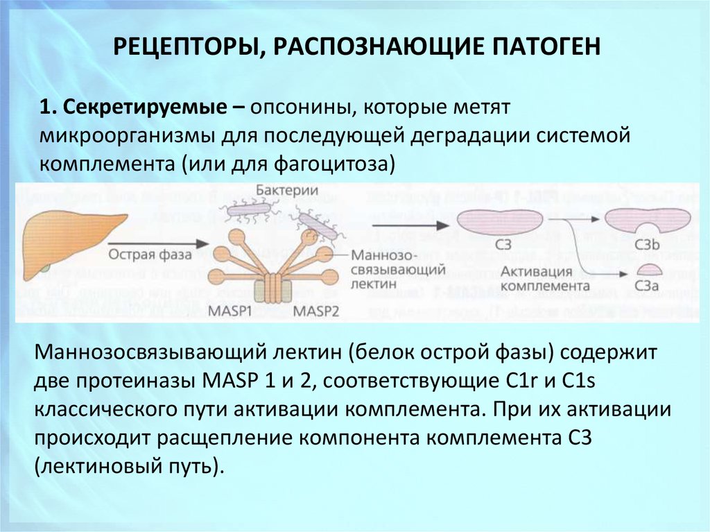 Врожденные рецепторы распознавания