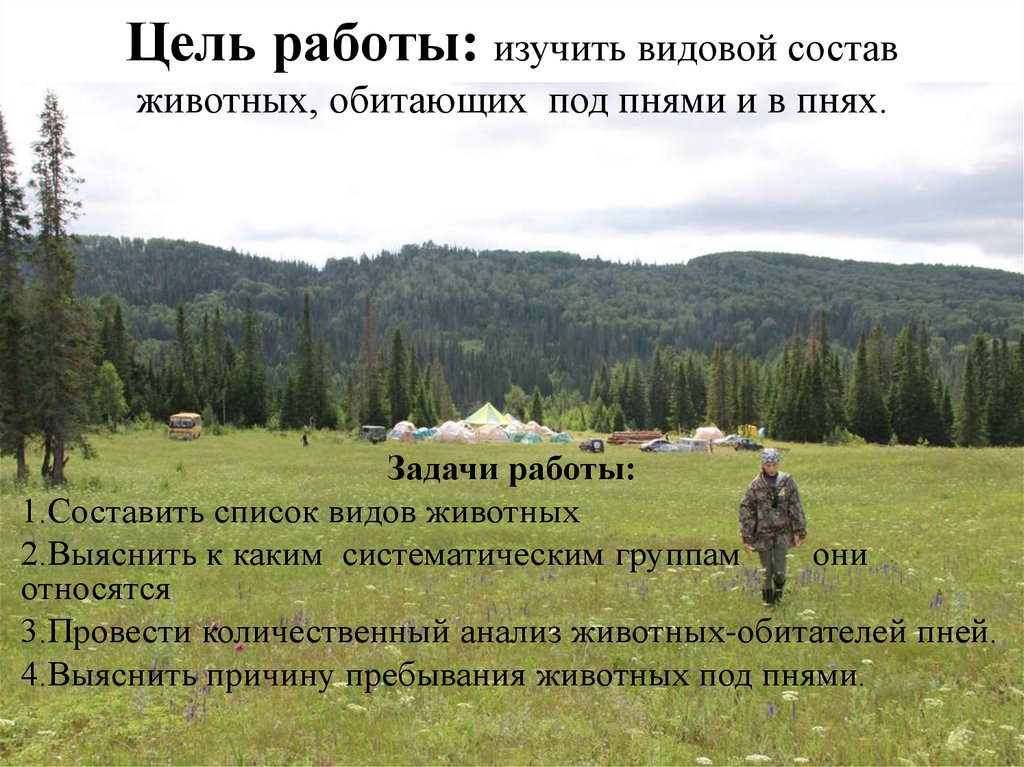 Цель работы: изучить видовой состав животных, обитающих под пнями и в пнях.