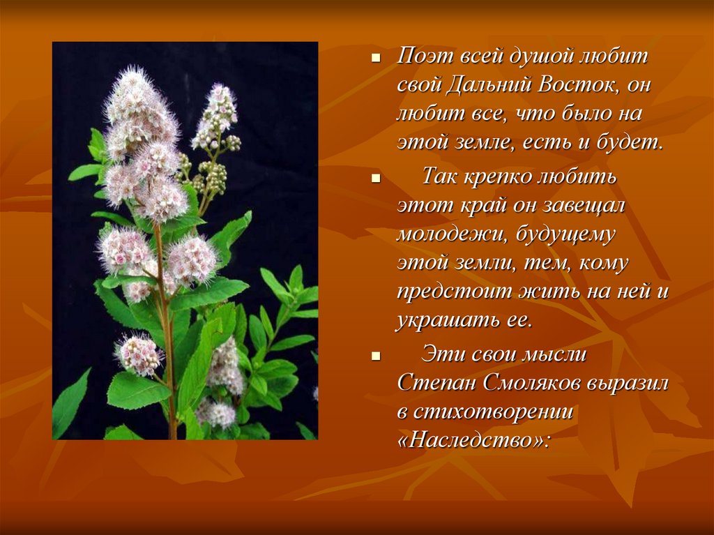 Краткое содержание стих. Стихотворение Смолякова. Поэты дальнего Востока Степан Смоляков. Стихи Николая Смолякова. Степан Смоляков стихотворение.